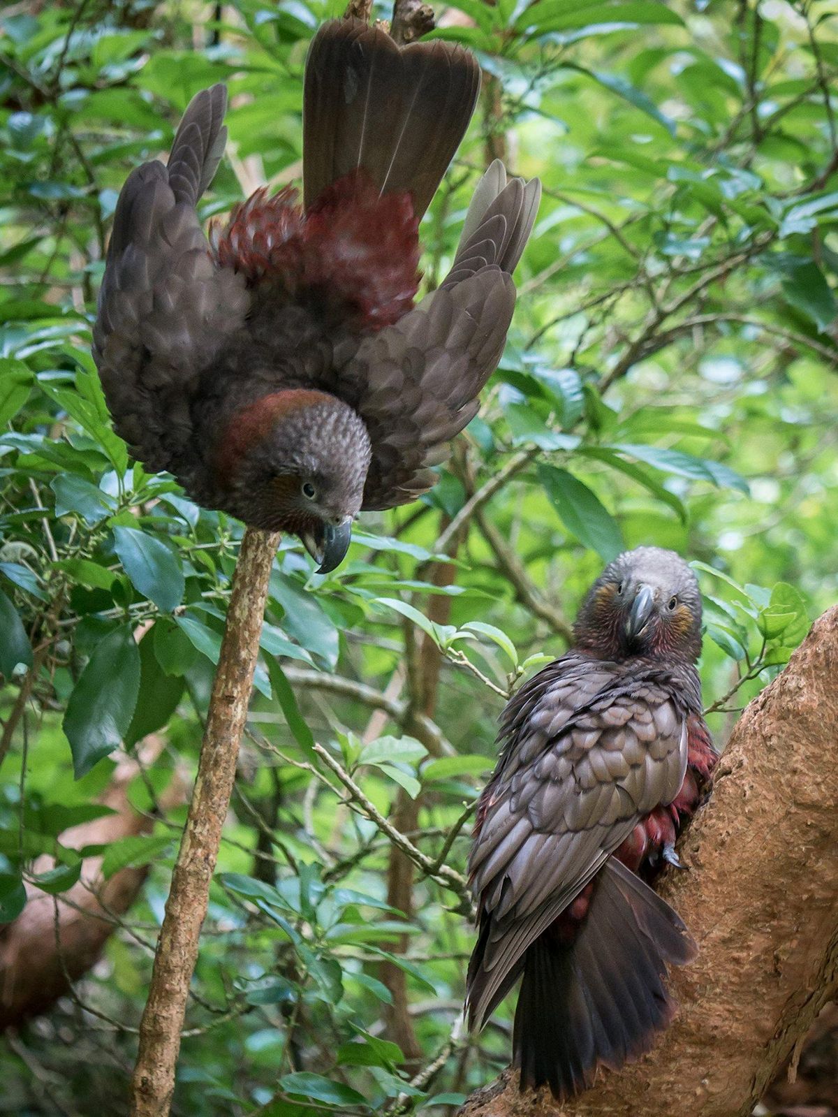 Coppia di pappagalli kaka (nestor meridionalis)