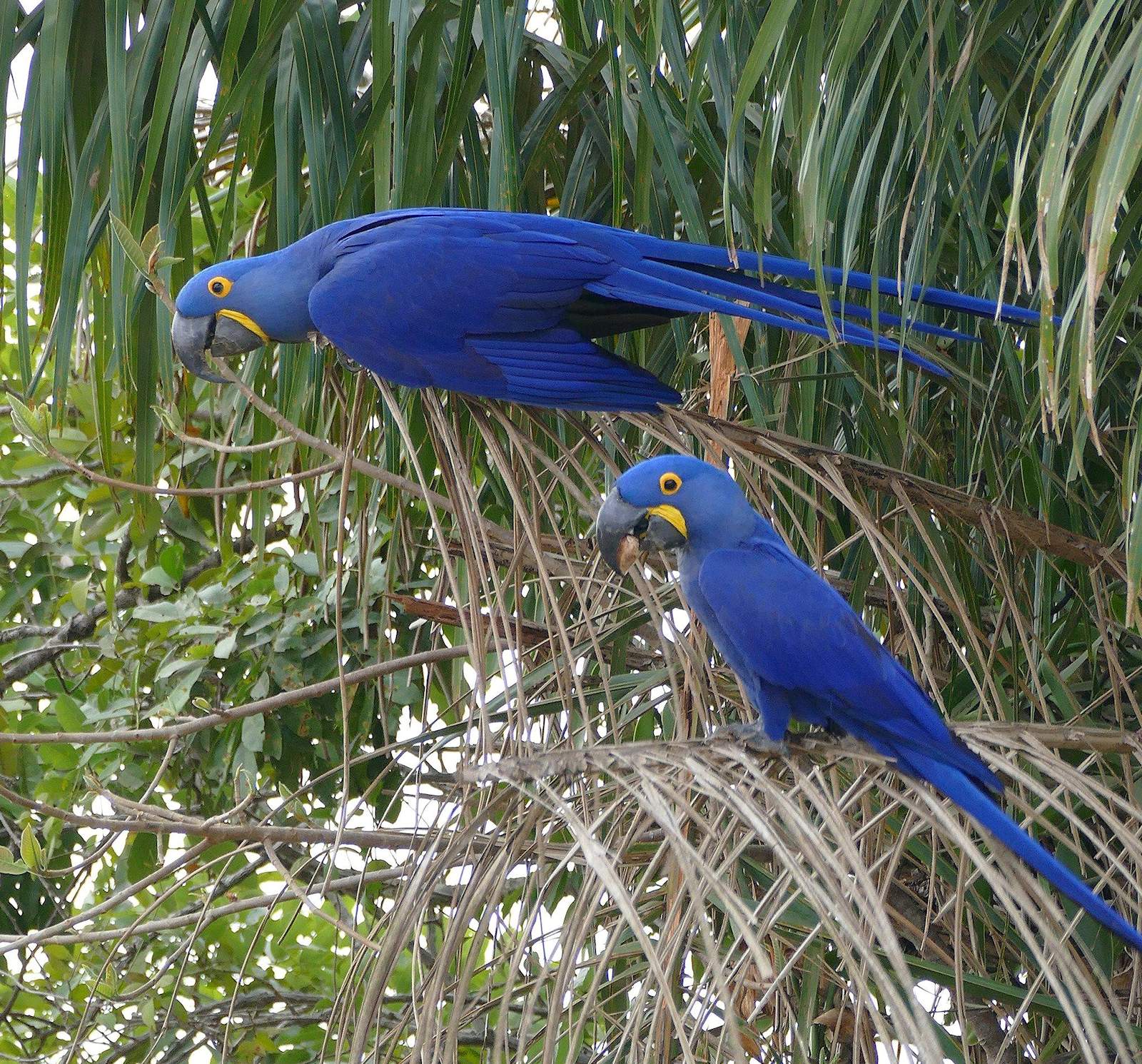 Ara giacinto (Anodorhynchus hyacintinus)