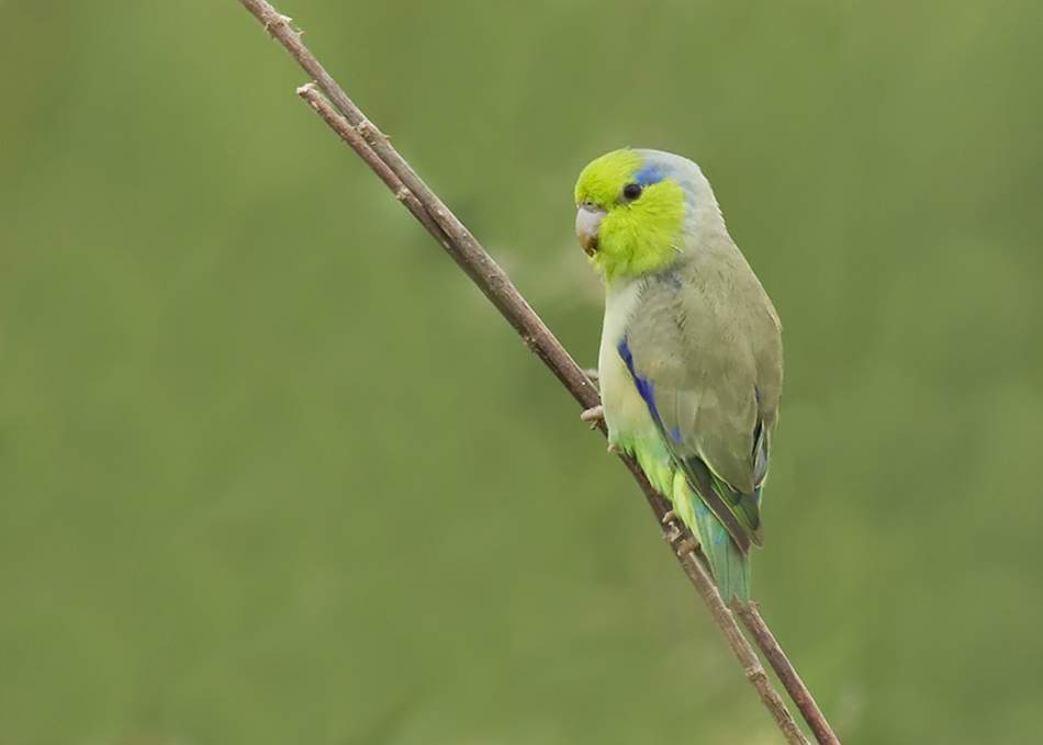 Pappagallino del Pacifico (Forpus coelestis)