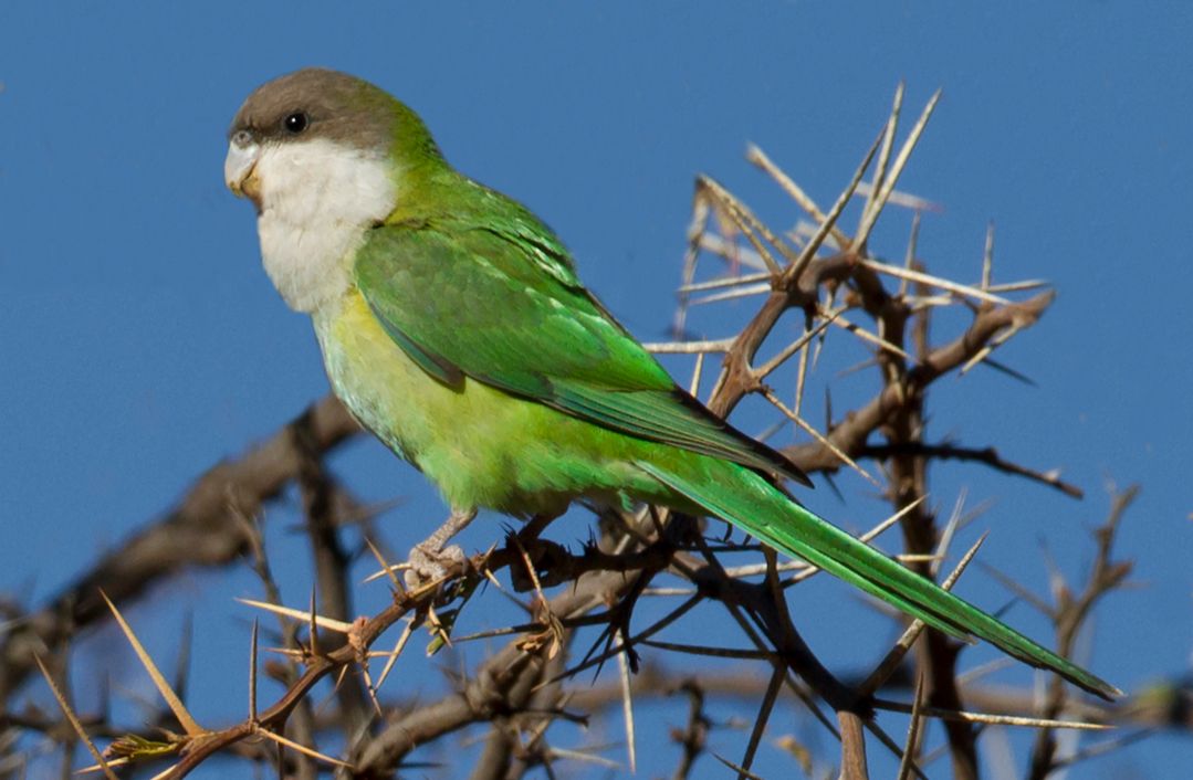 Pappagallino della Sierra (Psilopsiagon aymara)