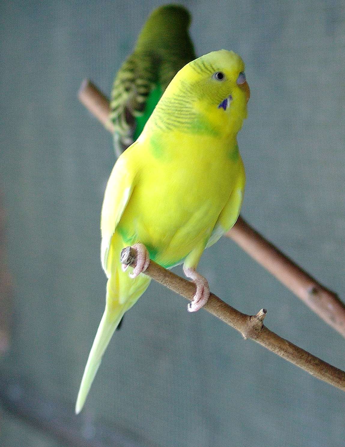 Pappagallino ondulato giallo (melopsittacus undulatus)