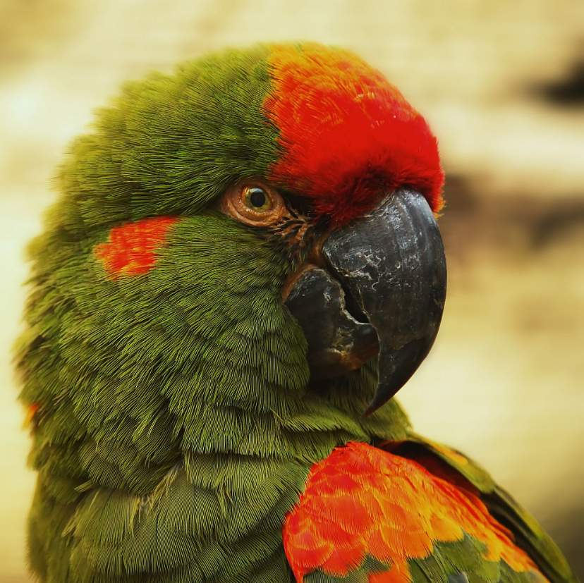 Ara fronte rossa (Ara rubrogenys) 