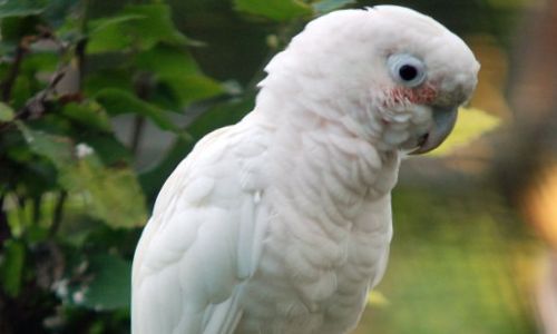 Cacatua di Goffin