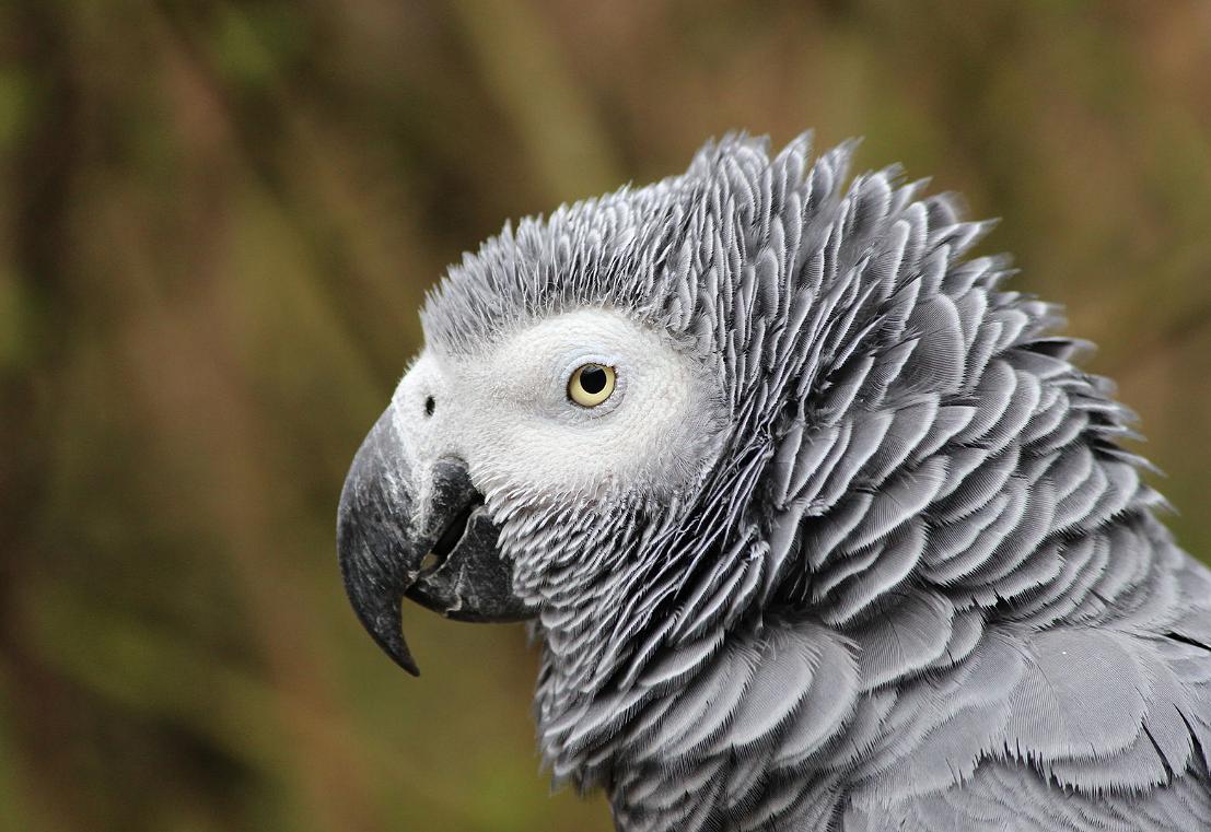 Pappagallo cenerino (Psittacus erithacus)