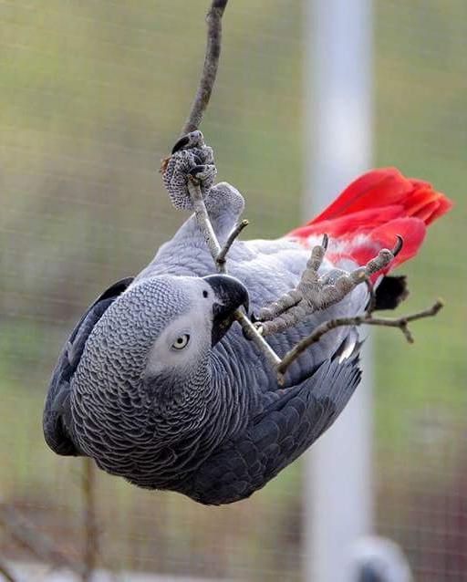 Pappagallo cenerino (Psittacus erithacus)