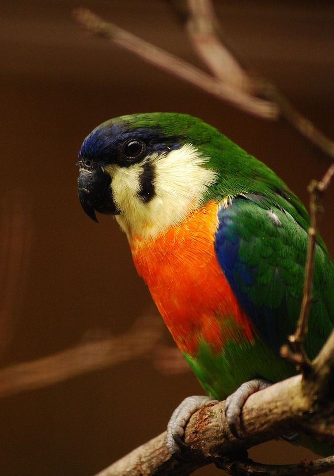 Pappagallo dei fichi petto arancio (Cyclopsitta guglielmiterti)