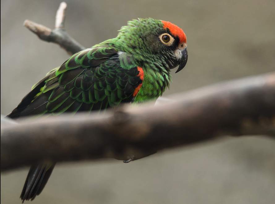 Pappagallo di Jardine (Poicephalus guglielmii)