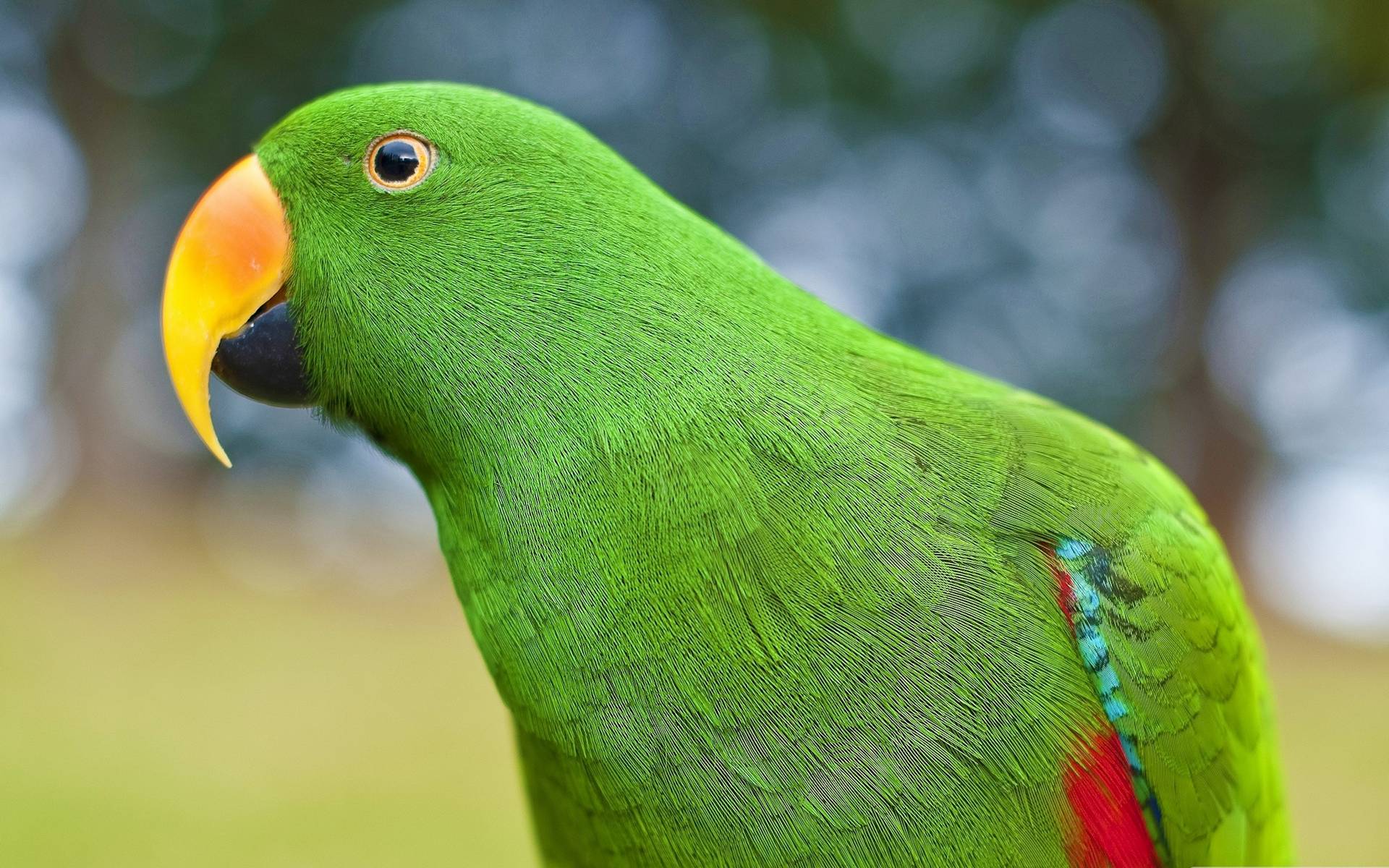 Pappagallo ecletto (Eclectus roratus)