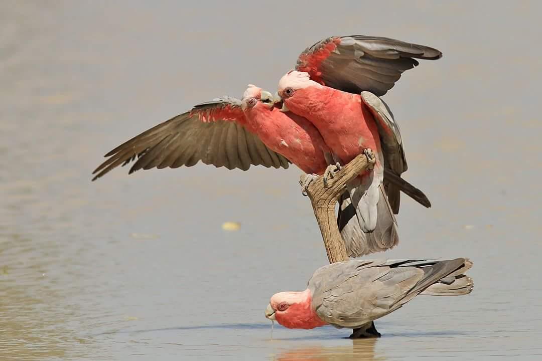 Cacatua rosato Galah (Eolophus roseicapillus)