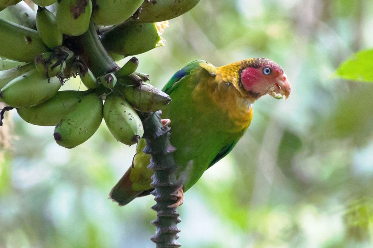 Pappagallo a faccia rosa (Pionopsitta pulchra)