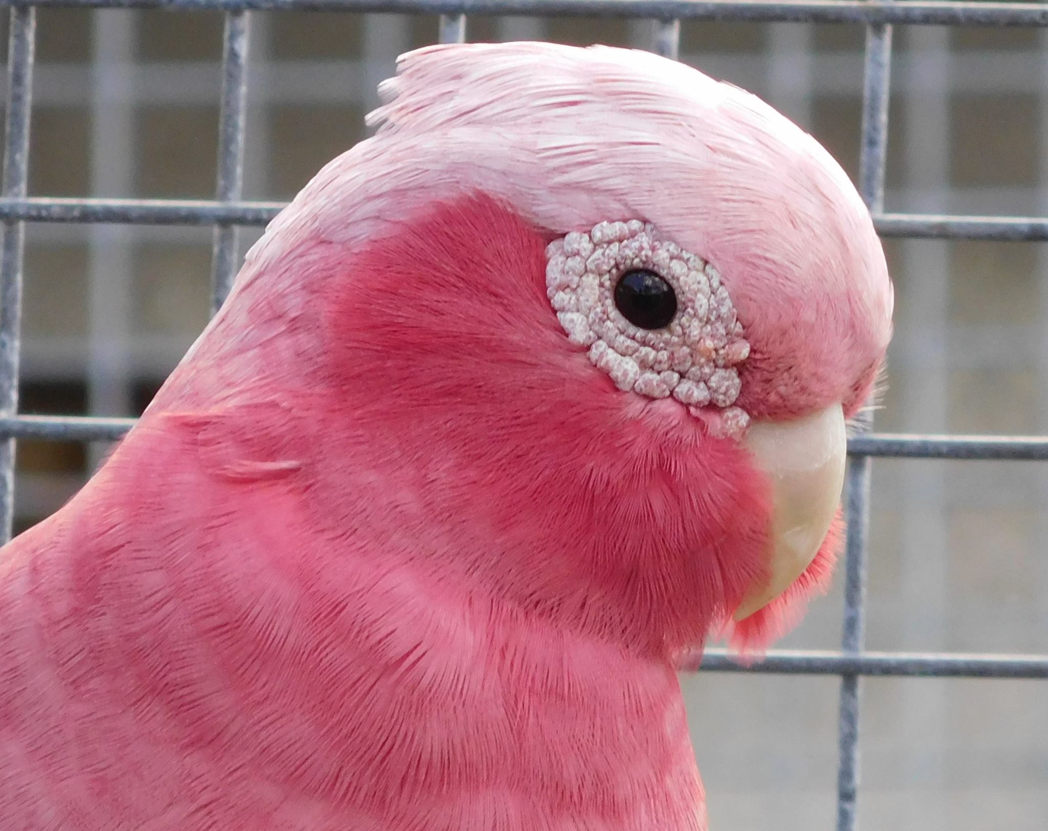 Cacatua rosato - Galah - (Eolophus roseicapilla)