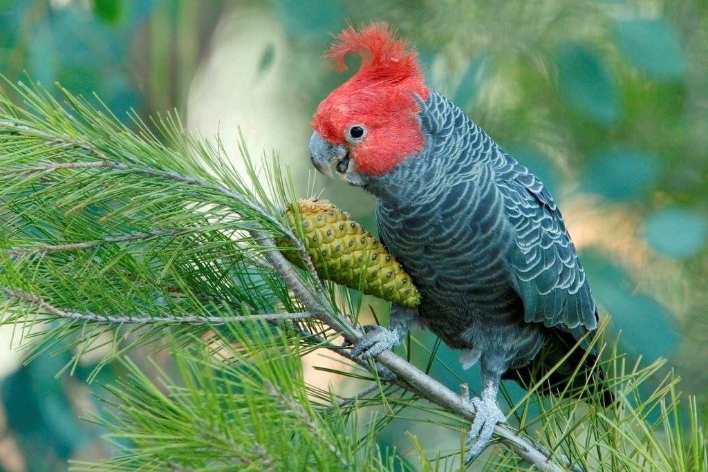 Cacatua gang-gang (Callocephalon  fimbriatum)