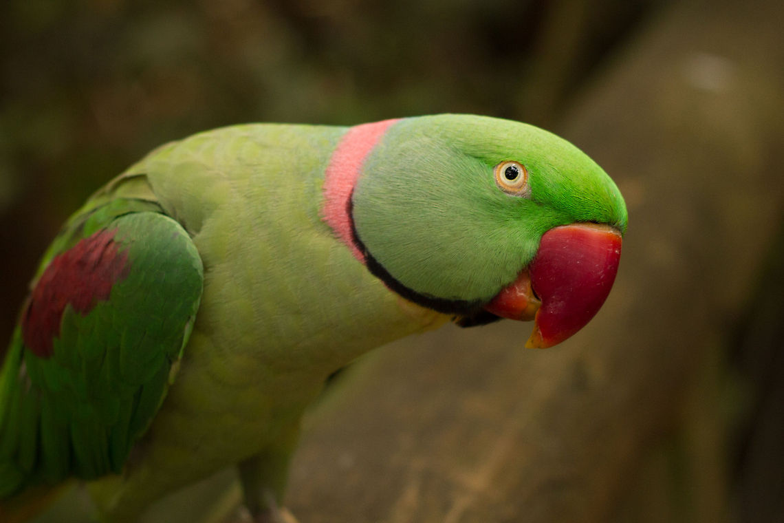 Pappagallo grande alessandrino (psittacula eupatria)