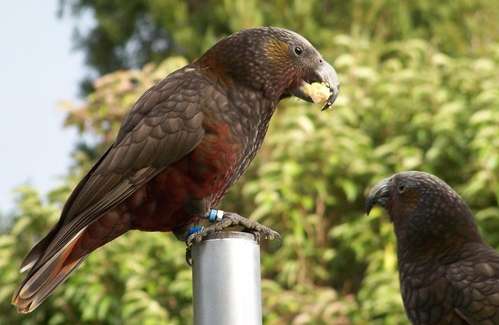 Pappagallo kaka