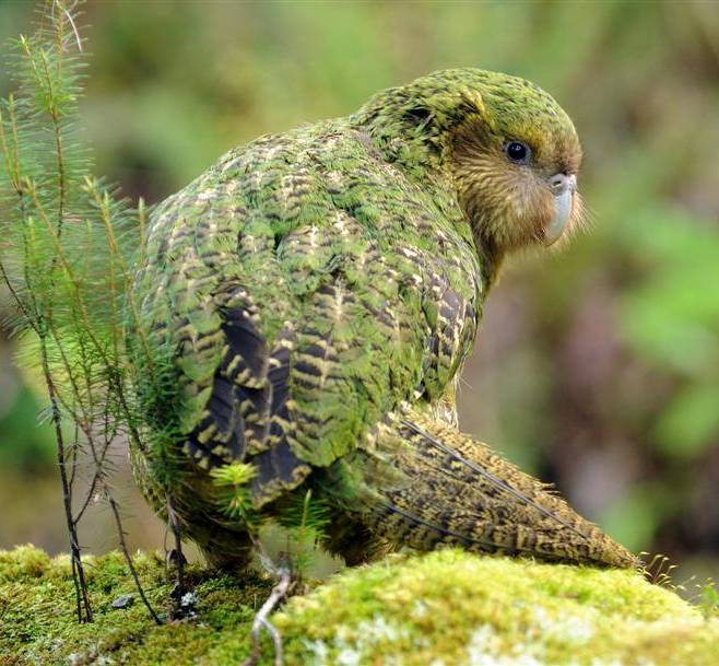 Pappagallo kakapo (stringops habroptilus)