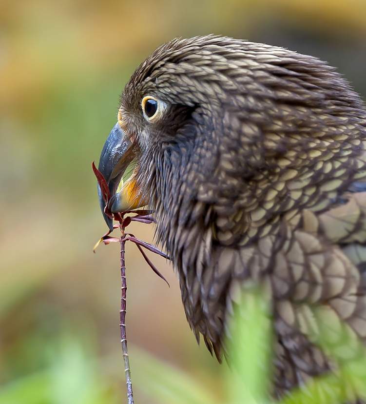 Pappagallo Kea (Nestor notabilis)