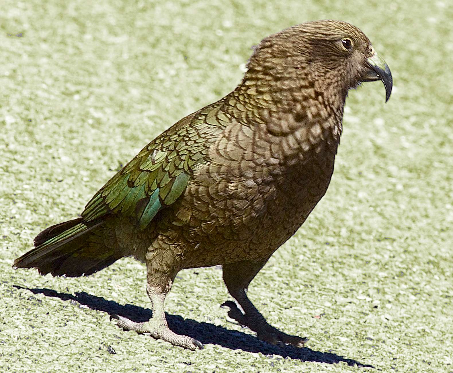 Pappagallo Kea (nestor notabilis)