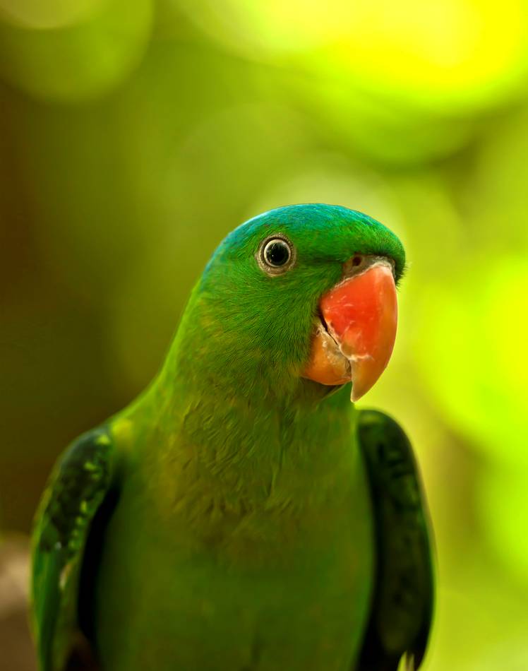 Pappagallo nuca azzurra (Tanygnathus Lucionensis)