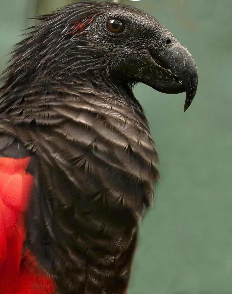 Pappagallo di Pesquet (psittrichas fulgidus)