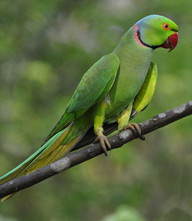 Pappagallo parrocchetto dal collare (psittacula krameri)