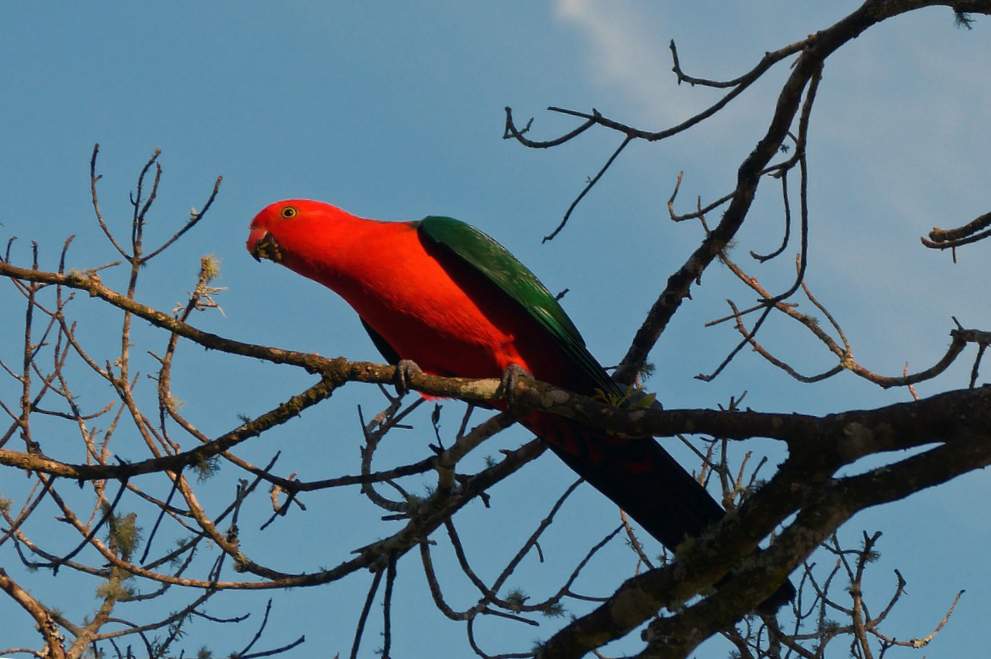 Parrocchetto reale australiano (Alisterus scapularis)