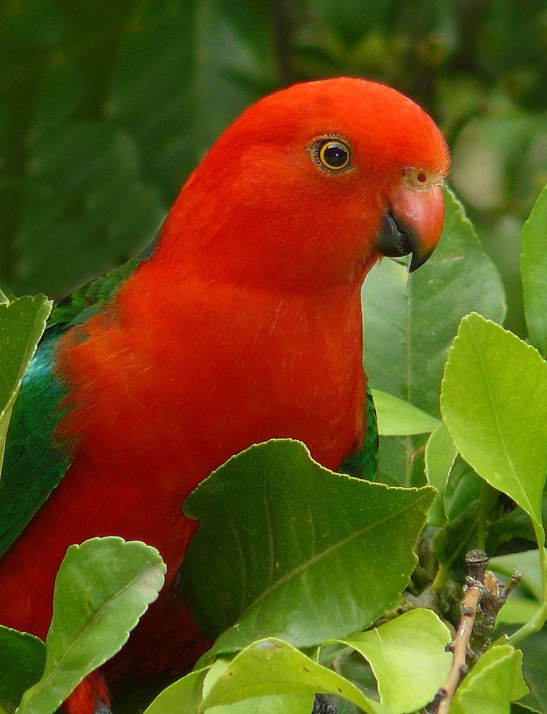 Parrocchetto Reale Australiano (Alisterus scapularis)