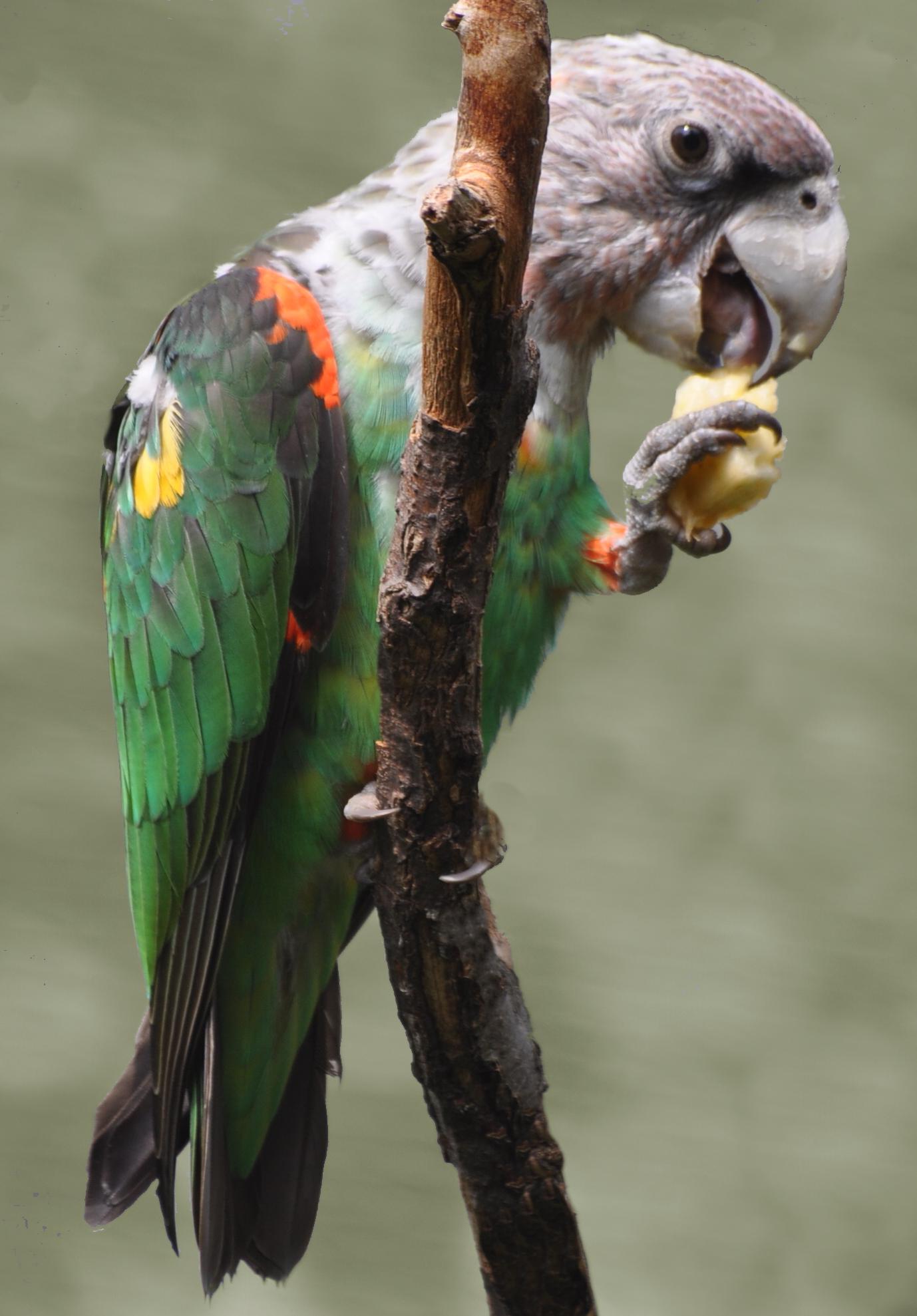 Pappagallo robusto (Poicephalus robustus fuscicollis)