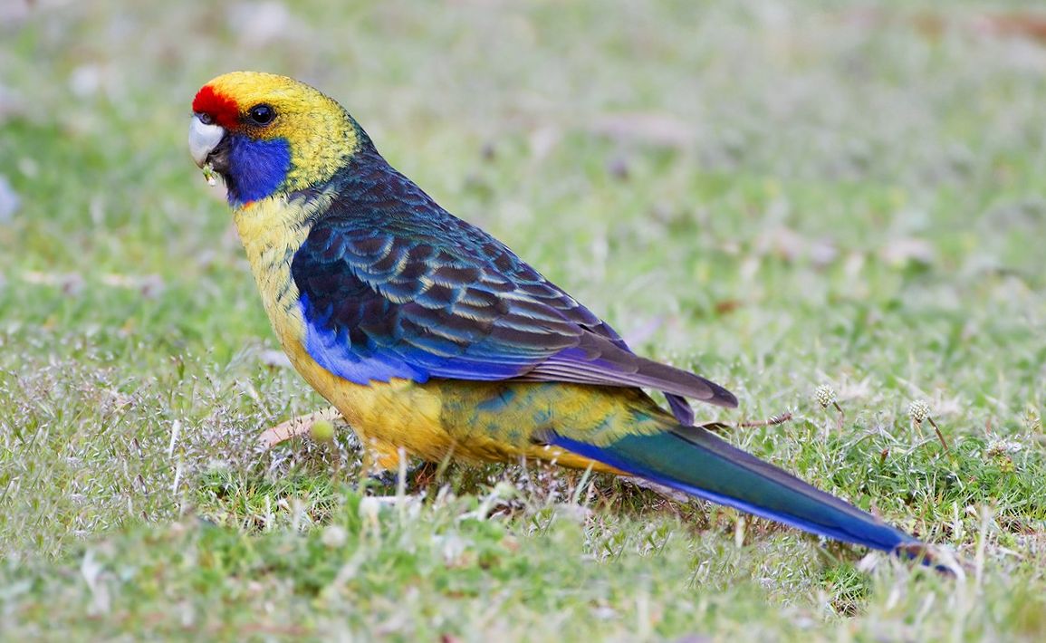 Rosella dal ventre giallo (platycercus caledonicus)