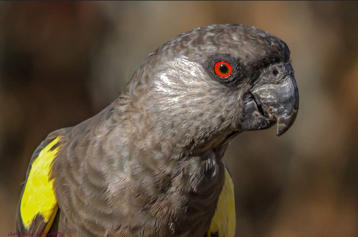 pappagallo di Ruppel (Poicephalus ruppellii)