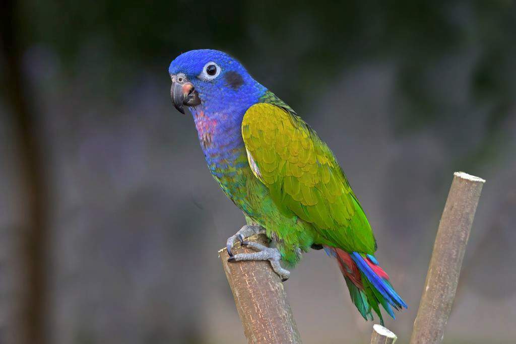 Pappagallo testa blu (Pionus menstruus)