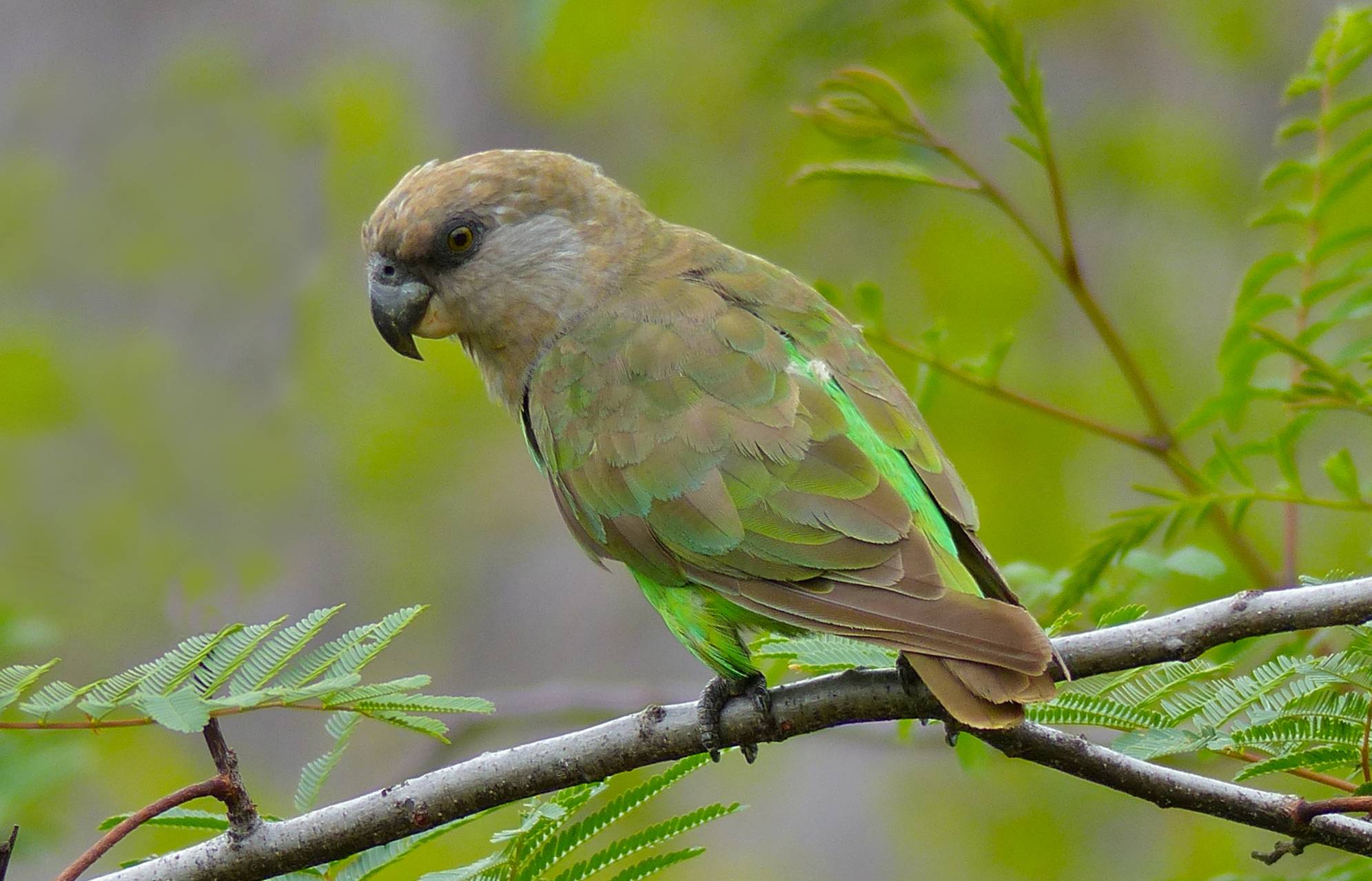 Pappagallo testa bruna (Poicephalus cryptoxanthus)