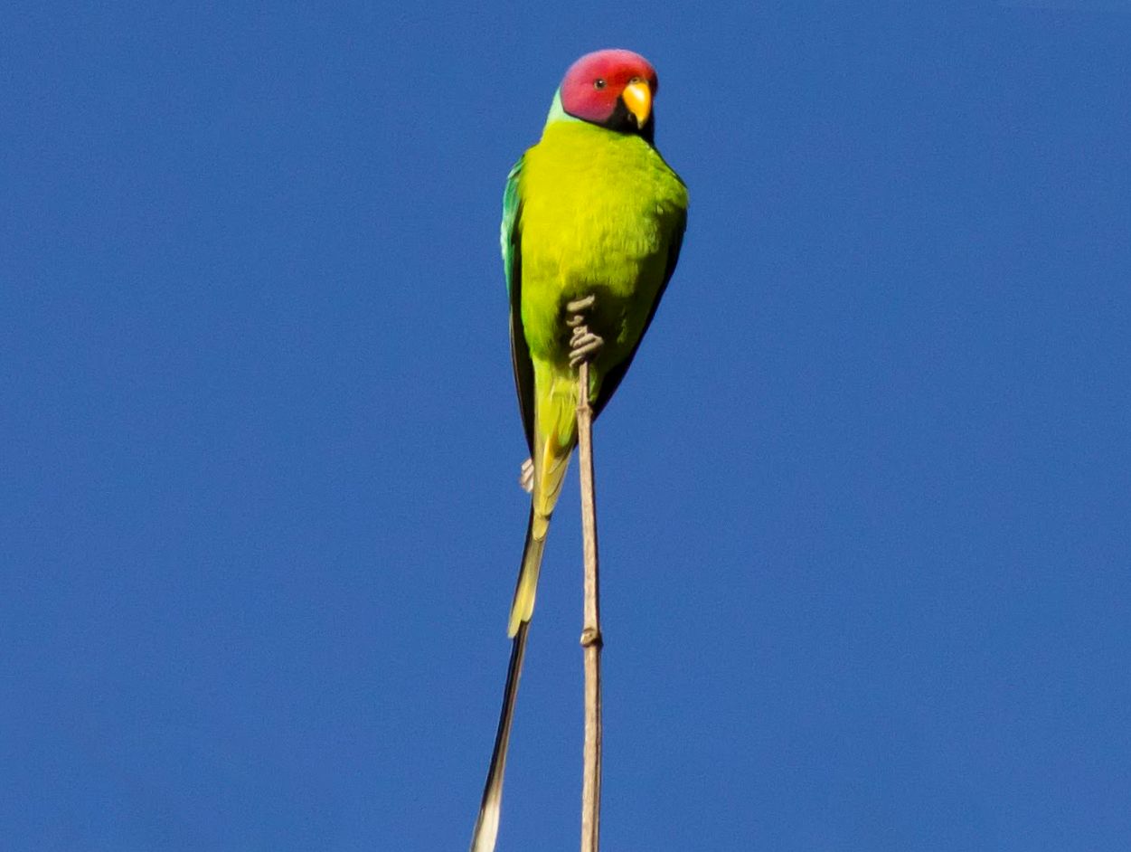 Parrocchetto testa di prugna (psittacula cyanocephala)