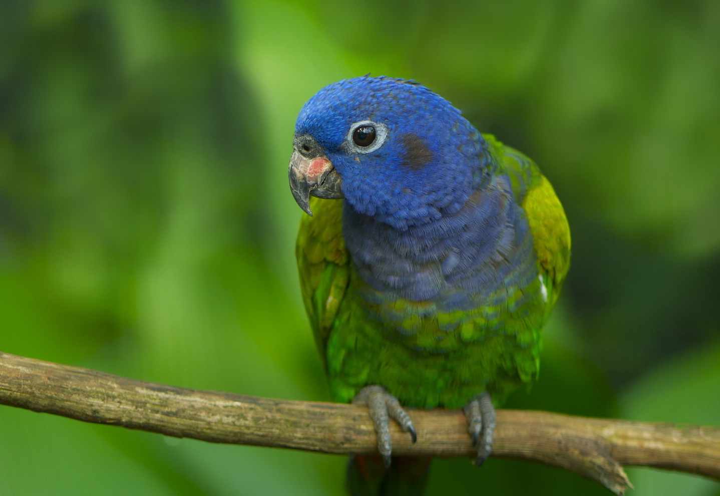 Pappagallo a testa blu (Pionus menstruus)