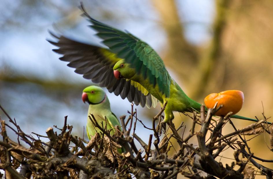 Coppia di parrocchetti dal collare (Psittacula krameri)