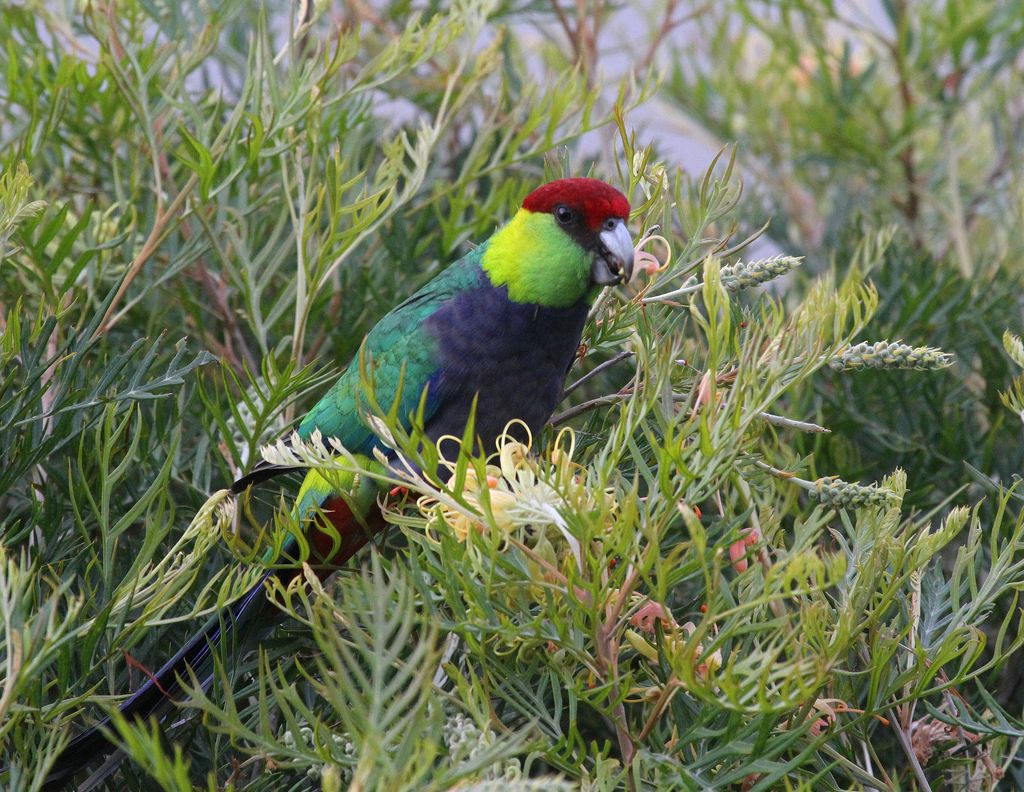 Parrocchetto a capo rosso (Purpureicephalus spurius)