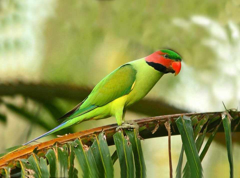 Parrocchetto coda lunga (Psittacula longicauda)
