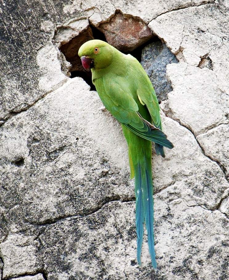 Parrocchetto dal collare (Psittacula Krameri)