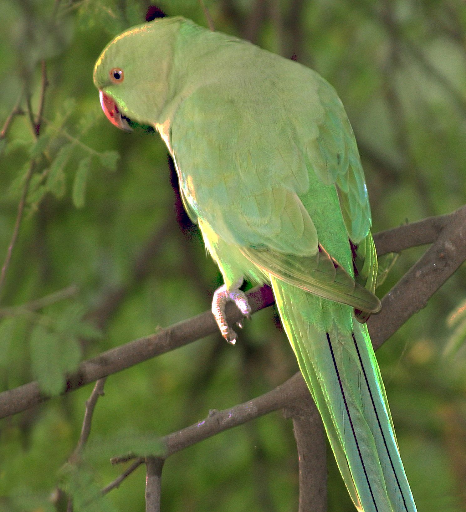 Parrocchetto dal collare (psittacula krameri)