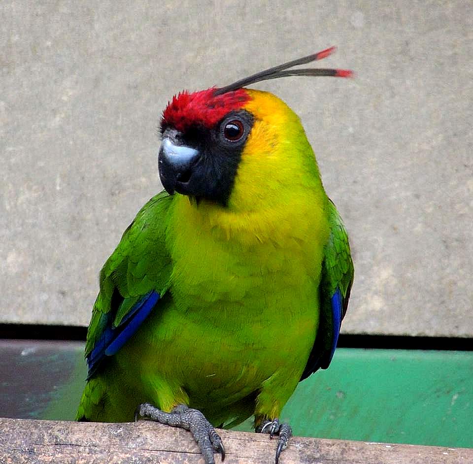 Parrocchetto cornuto (Eunymphicus cornutus)