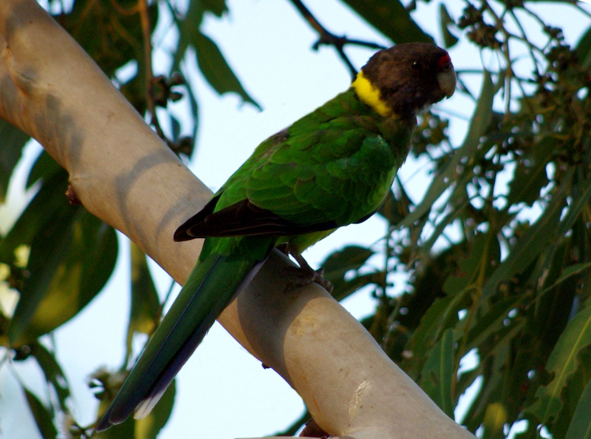 Parrocchetto di Port-Lincoln (barnardius zonarius)