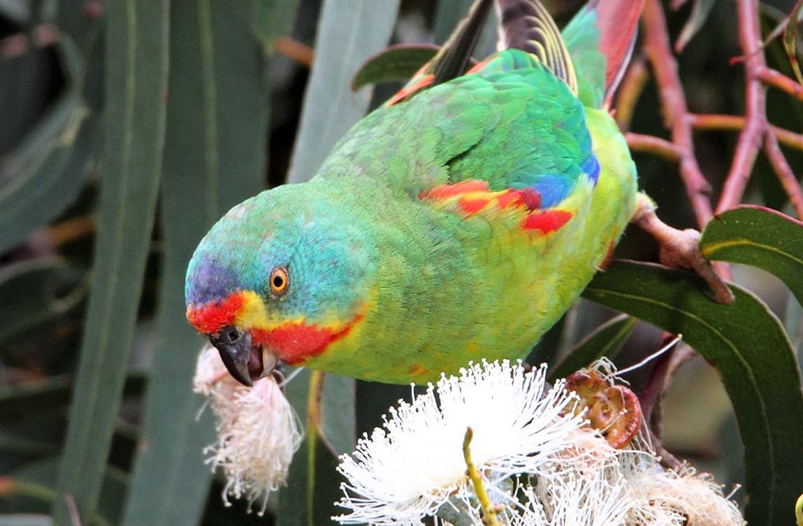 o di Latham (Lathamus discolor)