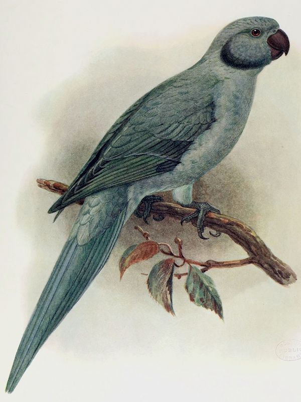 Parrocchetto di Newton estinto