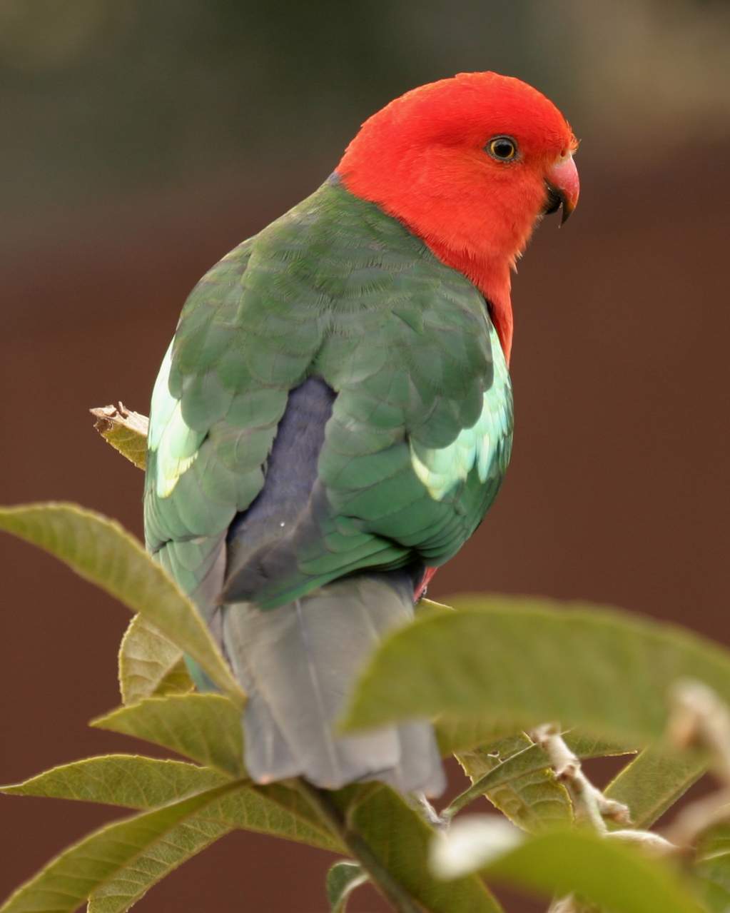Parrocchetto Reale Australiano (Alisterus scapularis)