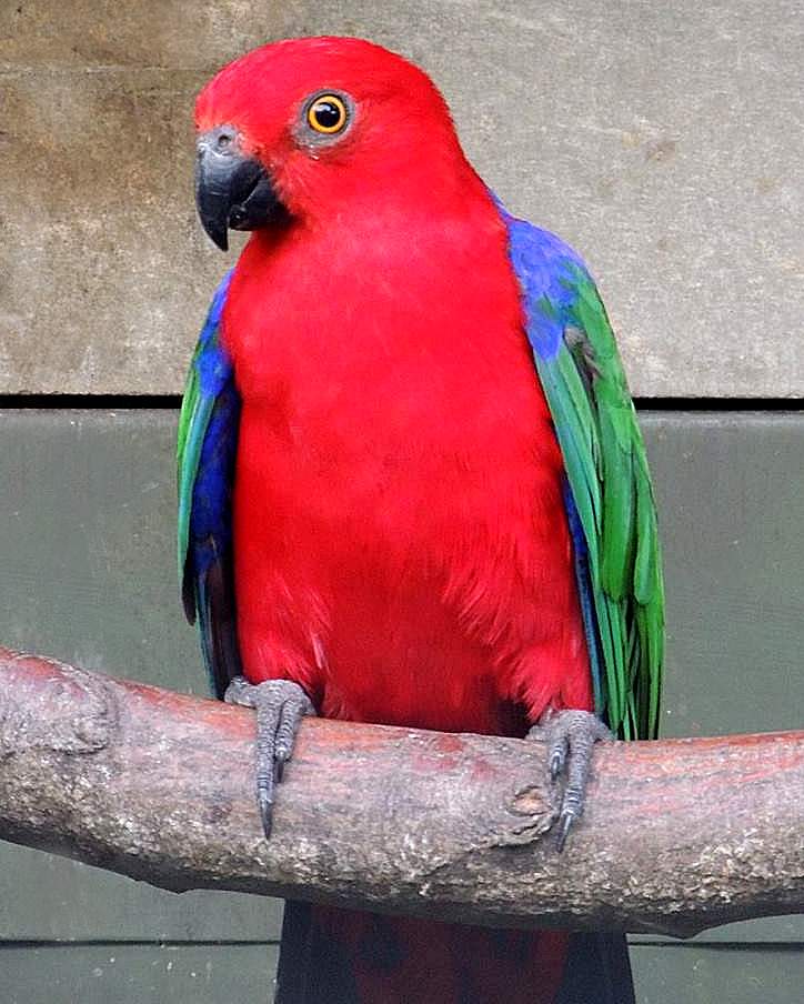 Parrocchetto Reale Molucche - sottospecie di Buru (Alisterus amboinensis buruensis)