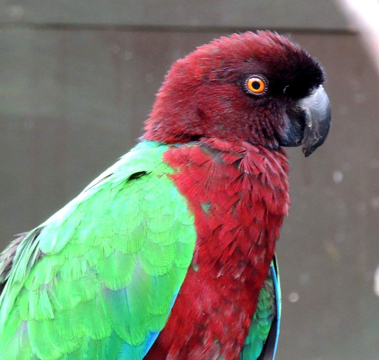 Parrocchetto splendente rosso (Prosopeia taubensis)