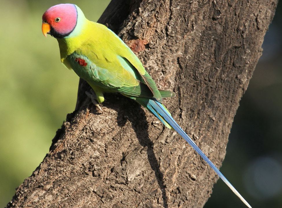 Parrocchetto testa di prugna (psittacula cyanocephala)