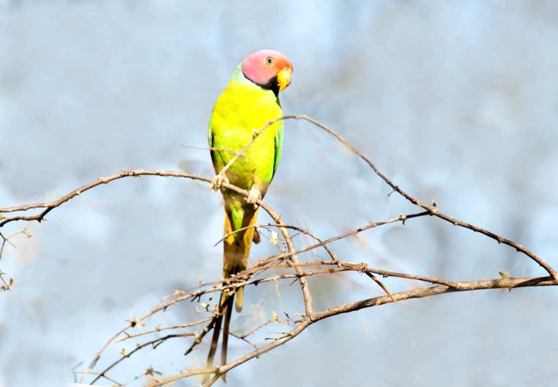 Parrocchetto testa rosa (Psittacula roseatas)