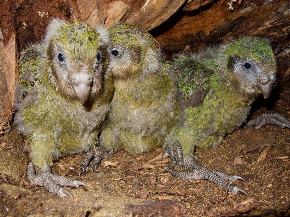 Riproduzione record per il pappagallo kakapo | Tutto Pappagalli