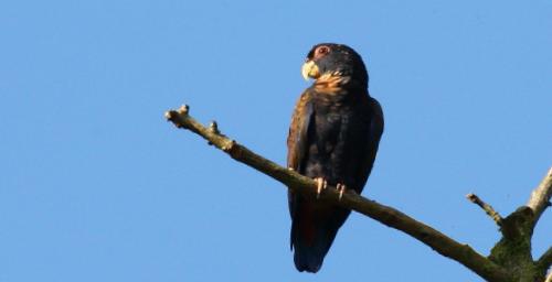 Pionus chalcopterus