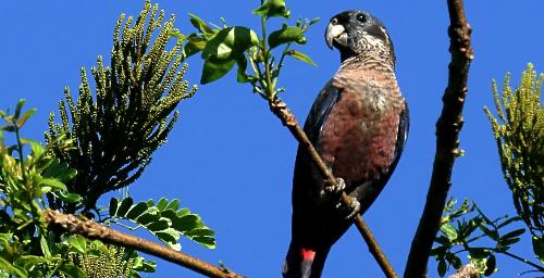 Pionus fuscus